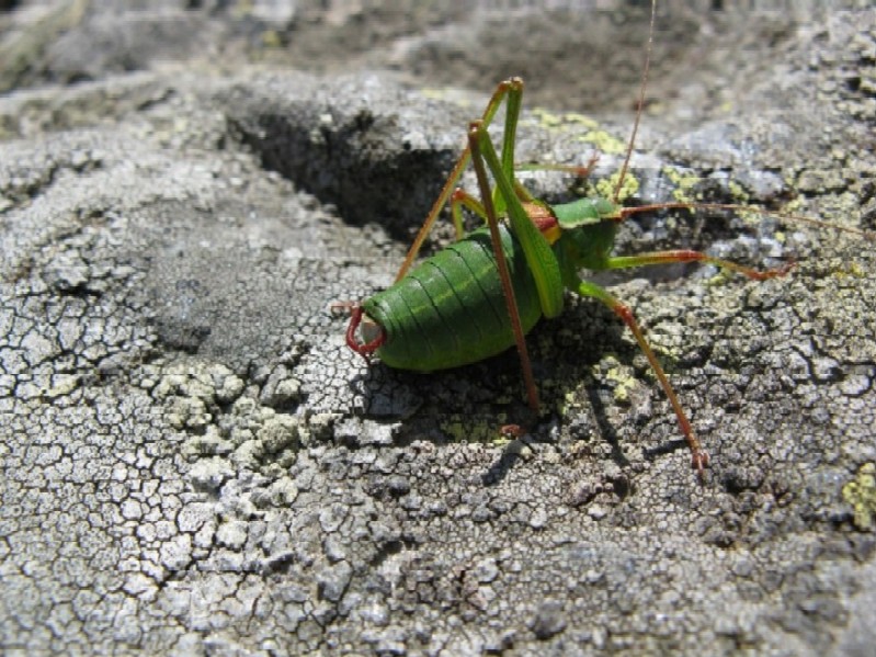 Ortotteri delle Orobie valtellinesi (Sondrio)